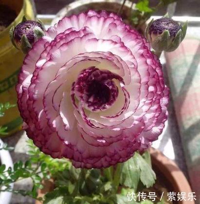 芹叶牡丹芹叶牡丹|养花总“养死”3种“廉价花”养一盆,3月不用管,照样花儿爆