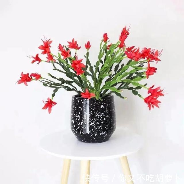 卧室养花就选这八种，安神又助眠，卧室摆几盆，一夜好梦睡得香