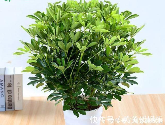 招财树|不管你养不养花,3种花,总要养1盆,能缓解疲劳,还能杀病菌