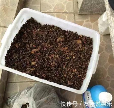 土壤|4种垃圾不会分类别担心，埋在花盆底，叶子绿得直滴油！