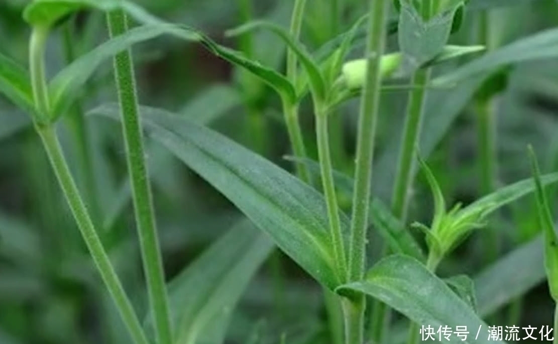 麦瓶草|农村这种野草长得像“花瓶”如今要是还能见到，那算你运气好