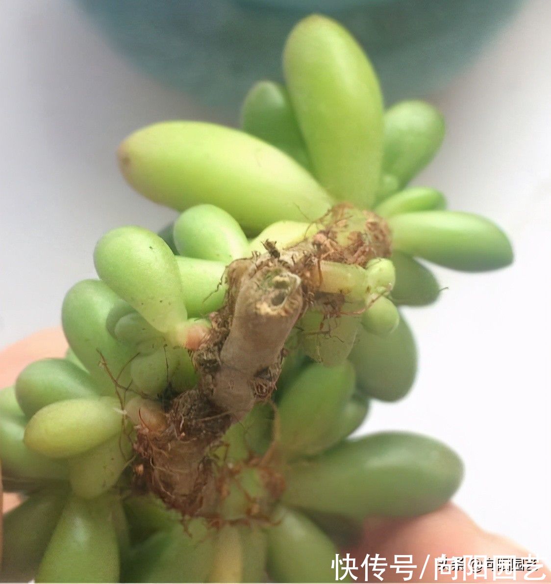 多肉为什么会长气生根？气生根是好还是坏？如何处理气生根？