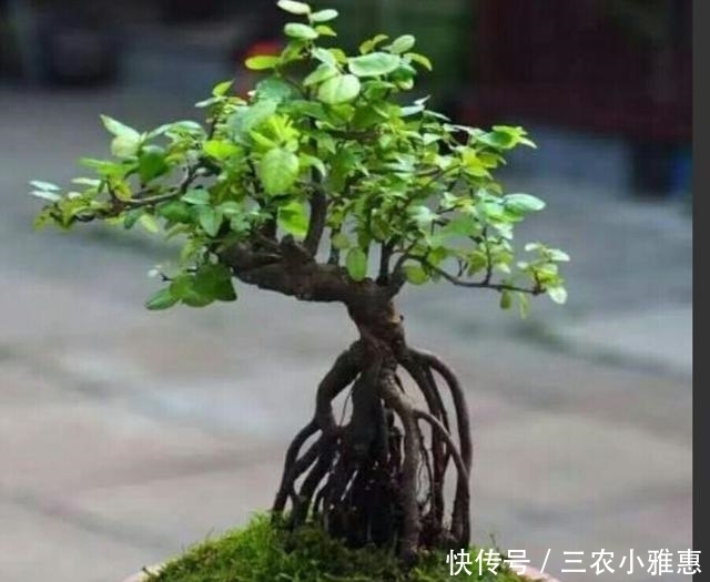 怎样才能制作出小巧玲珑、形态优美的微型盆景?