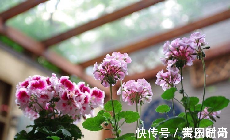 花园|荒废多年的80㎡小院,2年半时间打造成下沉式花园,太漂亮了!