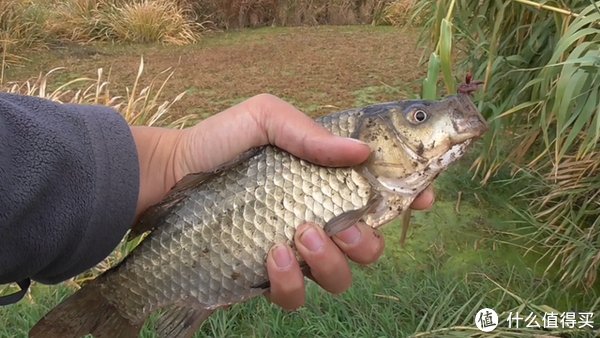 白条鱼|立秋后外出钓鱼,这4点要及时调整,渔获翻倍并不难