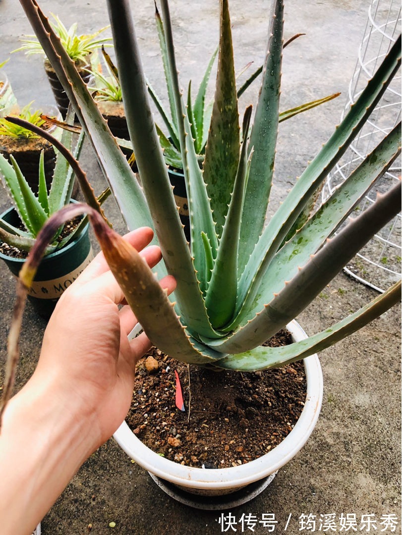 5种“大叶花”轻易不开花，开花就带“好兆头”，养一盆你就赚