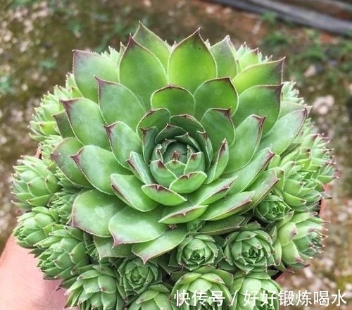 盘点3种爆崽普货多肉,好养护易群生,无需掐芽也能养成肉墩子