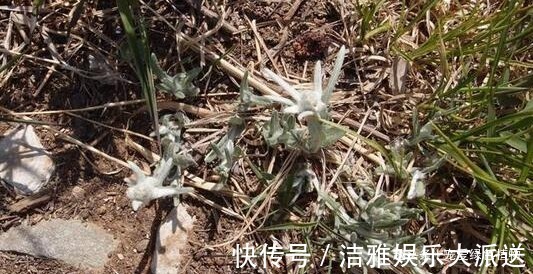 小野草|1种野草称“牛不吃”,对“青春痘”有奇效,如今50一斤也难买