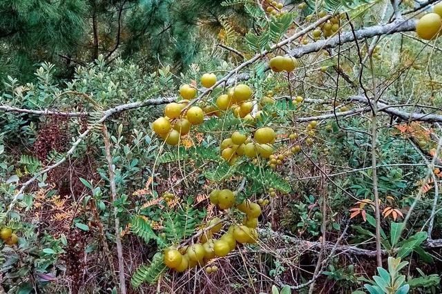 7月才成熟,果肉又酸又苦,乡下小孩看了嫌弃,城里卖9元一斤