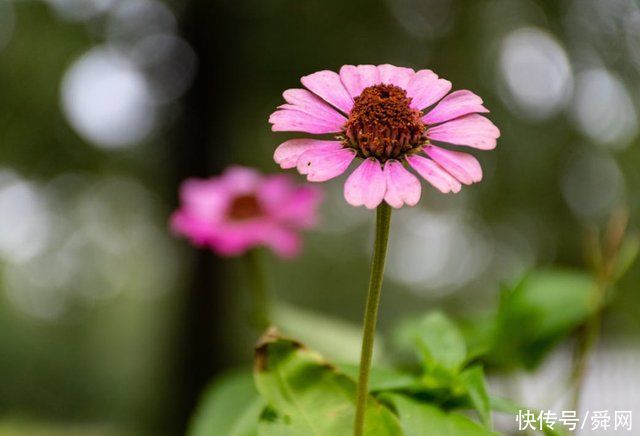 前任|7月开始，前任主动回头，挽回旧爱，收获甜蜜的生肖