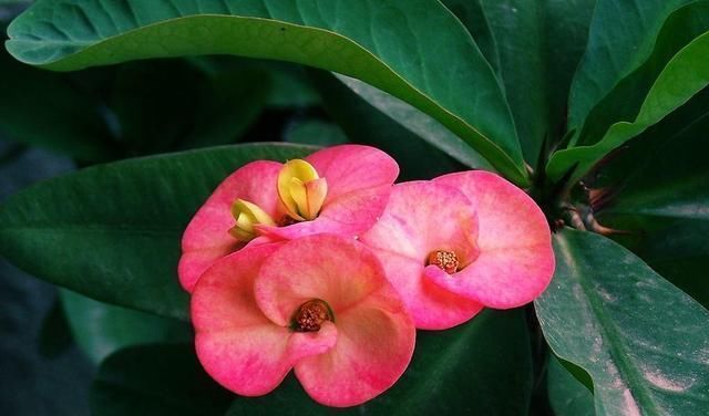 一种四季花适合懒人养,十天半个月不浇水,还能冒花苞