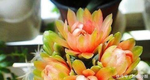 沙漠玫瑰|时间少就养“2种花”,开花很漂亮,30天不浇水也“死不了”!