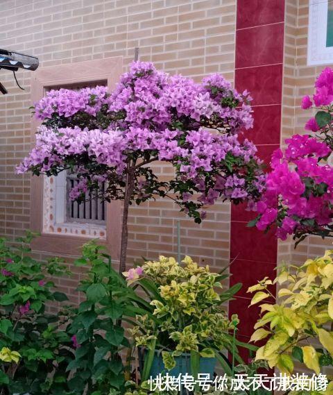 阳台|阳台庭院养上三种花，风景美如画，天天置身于花海里