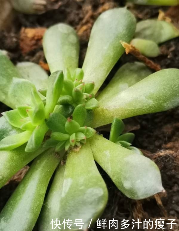 养多肉该不该砍头,什么时候砍头合适?