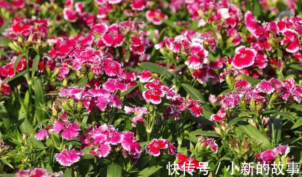 喜欢在家中养护花卉,就选择花色艳丽,花期长,观赏价值高的花卉