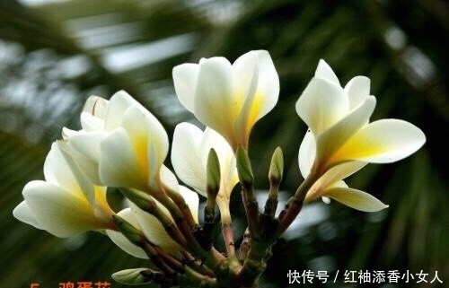 供奉佛菩萨:应该必须知道的“十二种圣花”