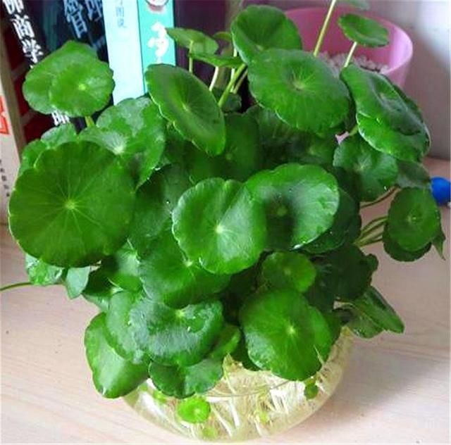 4种两栖花,不用土养的更棒,喷点水就花开满树丫