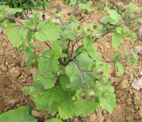 牛蒡酱|农村院墙边常见的野菜,比胡萝卜营养百倍,入药还能治三高!