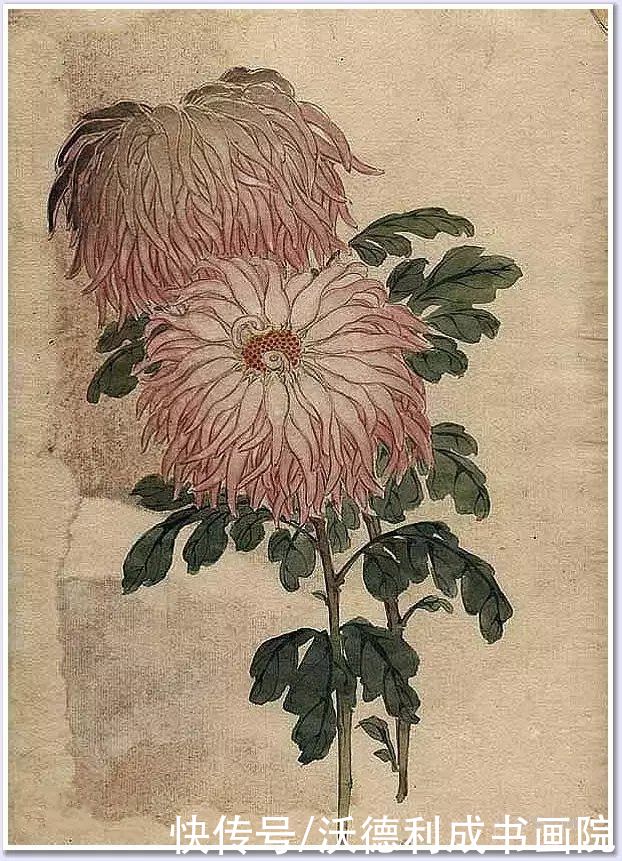 画菊|没骨百花图欣赏，美到骨子里