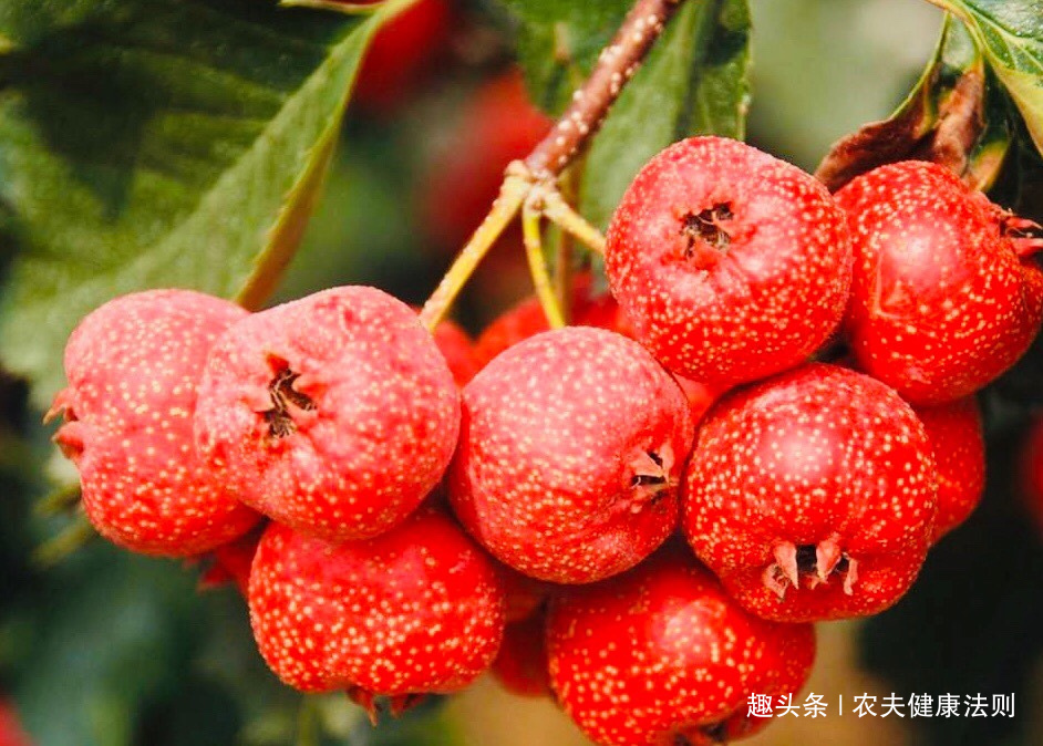 美白|爱吃山楂的人，身体不会差，美白祛斑，补血活血，大肚子也没了