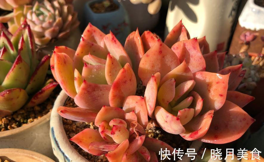 你的多肉不生根,服盆期焦虑,这样处理轻松生根服盆