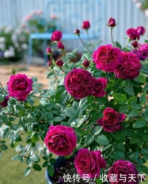 肥料|养月季花,1种肥料不可少,每月给它浇2次,一开花就大半年