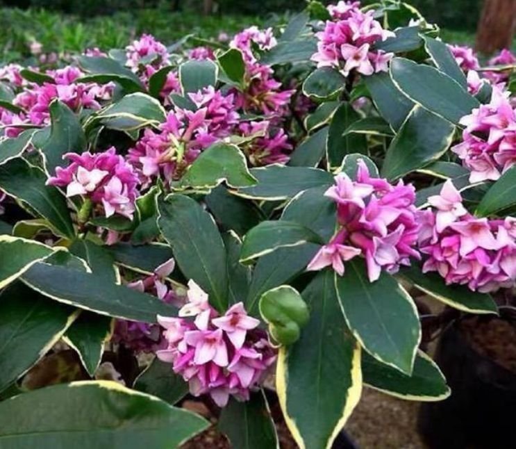 四季海棠|4种花养家里,漂亮又便宜,沾土就开花,一开就是300多天