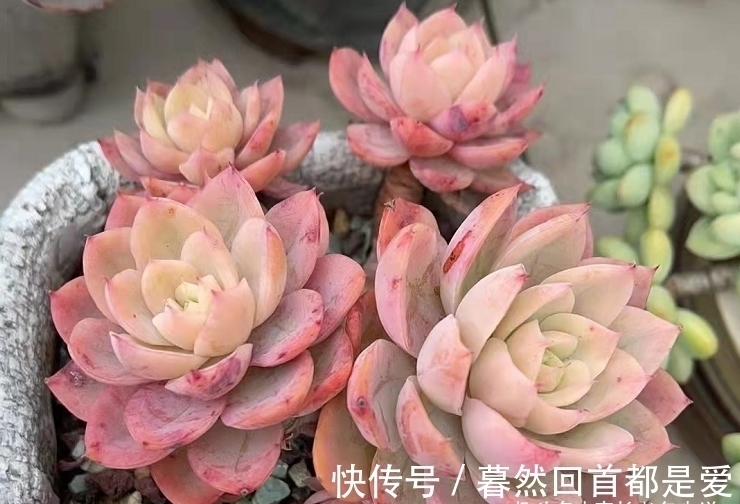 买的多肉专用土不透水?可能是假的,还不如跟老肉友学习自己配土