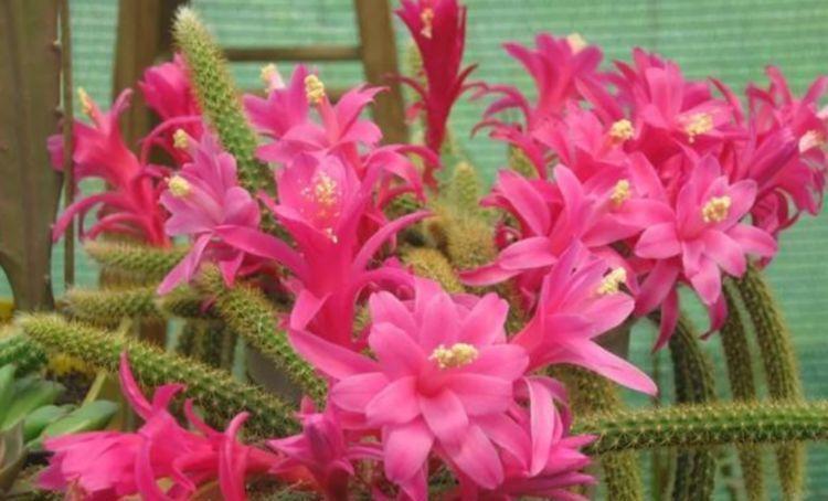 鼠尾|4种花是懒人的最爱,不用费心,就能长的特别好,花开不断