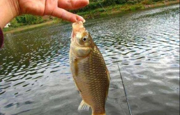 钓鱼空军不用愁，学会我这四种遛鱼技巧，遇到大鱼再不会切线了