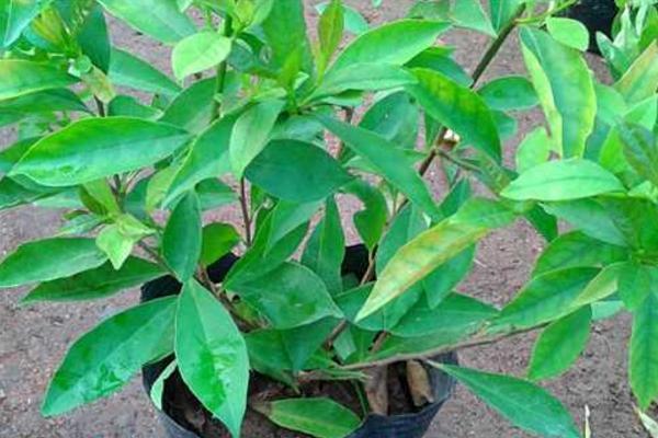 茉莉花开花少,这不是问题,教你几招,花枝都是花苞