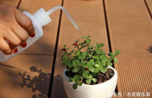 天天|薄荷勤修剪，多肉来点肥，打开疯长模式，天天长不停！