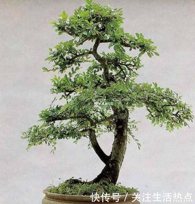 榆树盆景落叶啥原因春季咋养会让它更美呢!