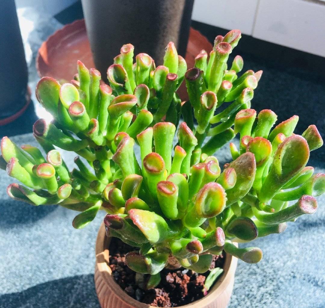 繁茂|吸财树怎么养?简单3步,枝叶繁茂、颜色漂亮、变成茁壮的老桩