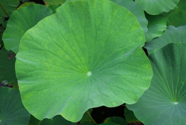 脑中风|血压高的人,不想脑溢血,打死不要碰4种食物,管住嘴,保住命