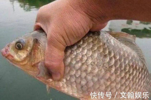 钓法|用了这鲫鱼钓法,老钓手都要甘拜下风,太强了!