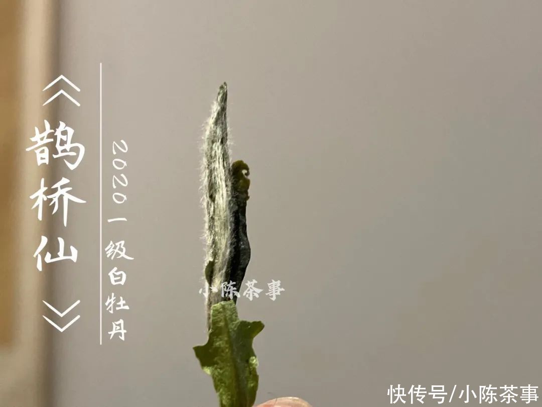  白牡丹|花香满颊，汤水劲滑，时隔7个月，2020白牡丹有了哪些变化？