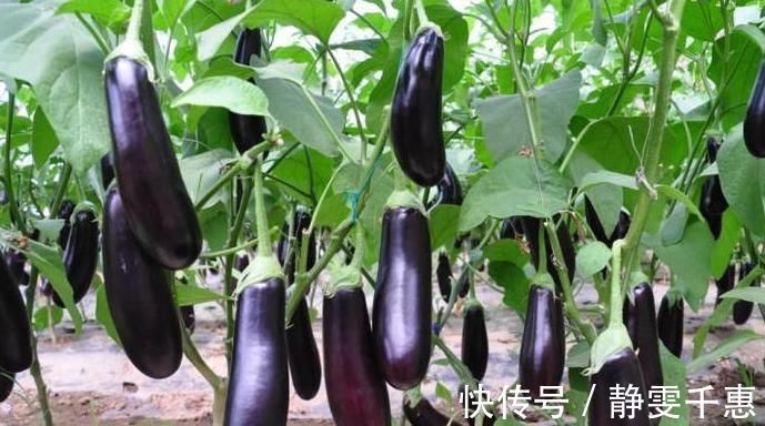 保健|茄子好吃,但却不能乱吃,吃茄子有1大禁忌,一定要了解下