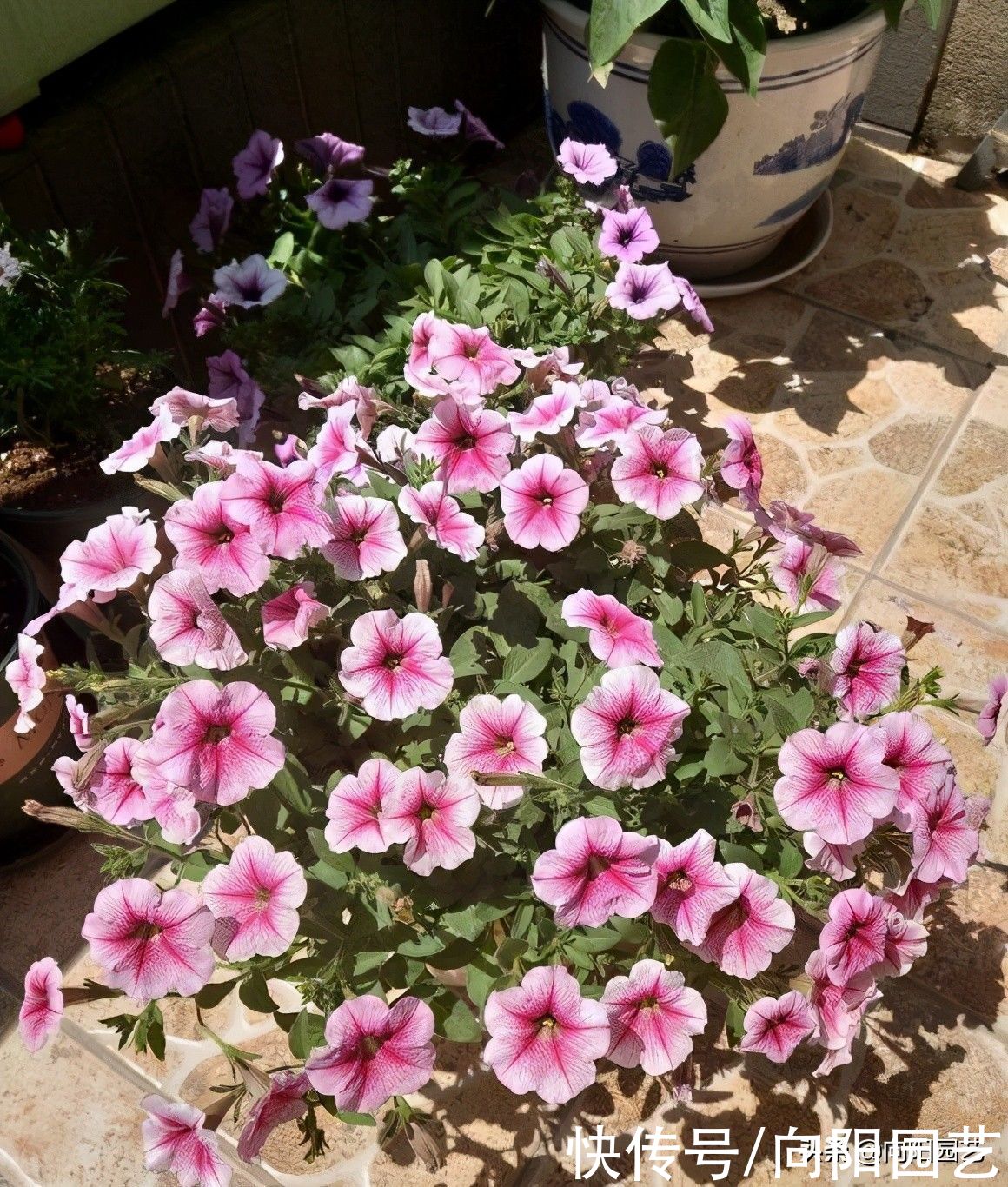 根系|阳台养花,当然选矮牵牛,抗旱,不怕晒,太阳越毒辣开花越多