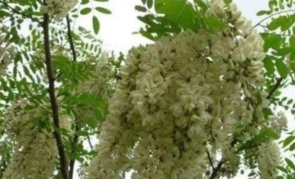 提取物|农村树上一串串白色的小花花,凉血止血,降低血压,城里人买着吃