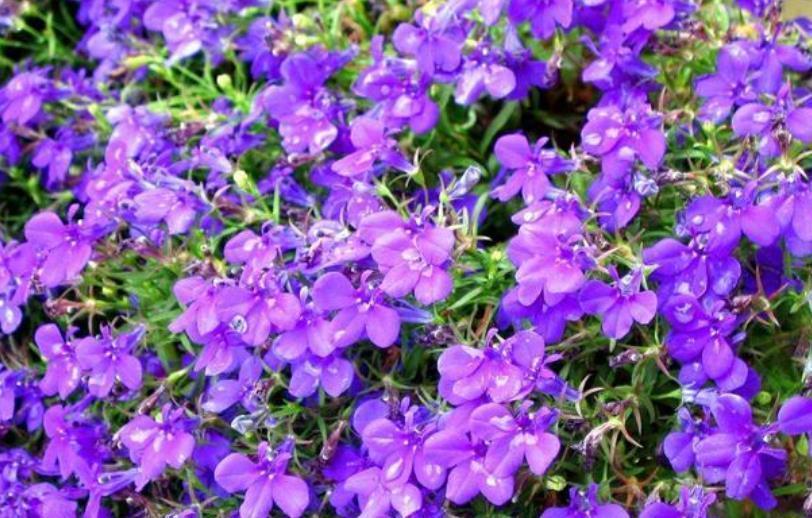 家里要养4种花,开花吉祥又喜庆,红红火火,旺财又旺运!