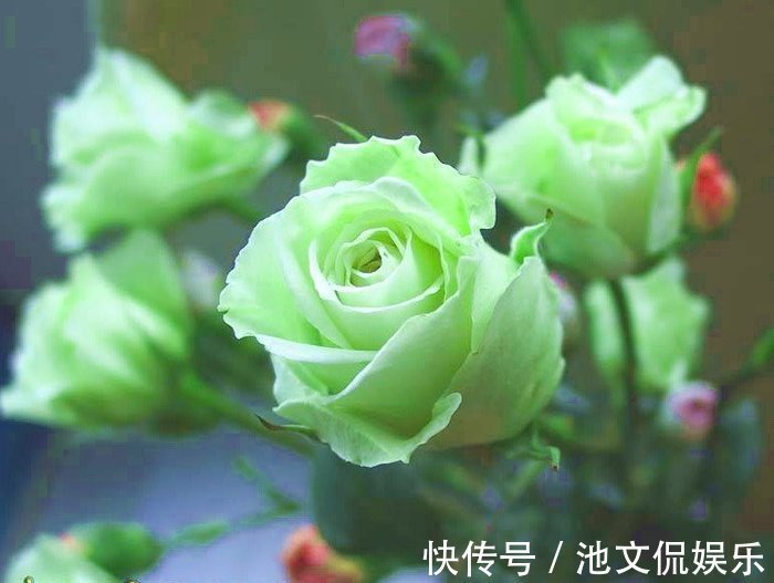 喜欢菊花，不如养盆绿玫瑰，花开碧绿如玉，寓意爱情，妩媚妖娆！