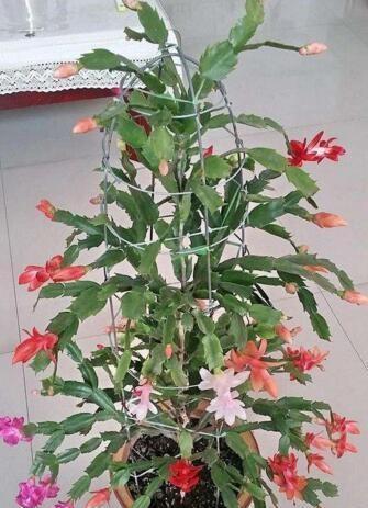 家庭养蟹爪兰,一个“小窍门”,不怕热,不怕冷,一年到头都开花