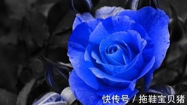 白羊座|未来八天,月老送姻缘,桃花朵朵开的四大星座,注定顺利找到真爱