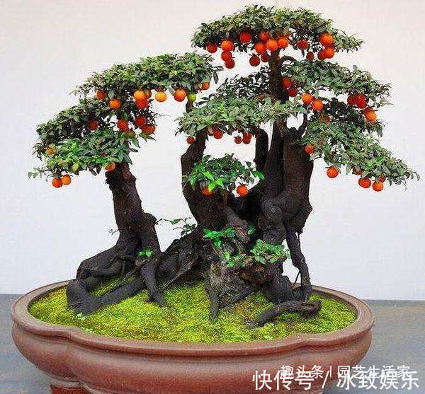 此花再贵,家里也要养1盆,越养越值钱,价值珍贵还旺宅!