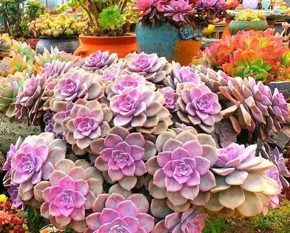 多肉植物|李大姐养多肉10多年,总结6个好品种,新手也能养成“漂亮老桩”