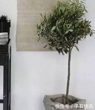 自制|你还在花钱买花盆吗?别买了,自制花盆,比买的好看的多了