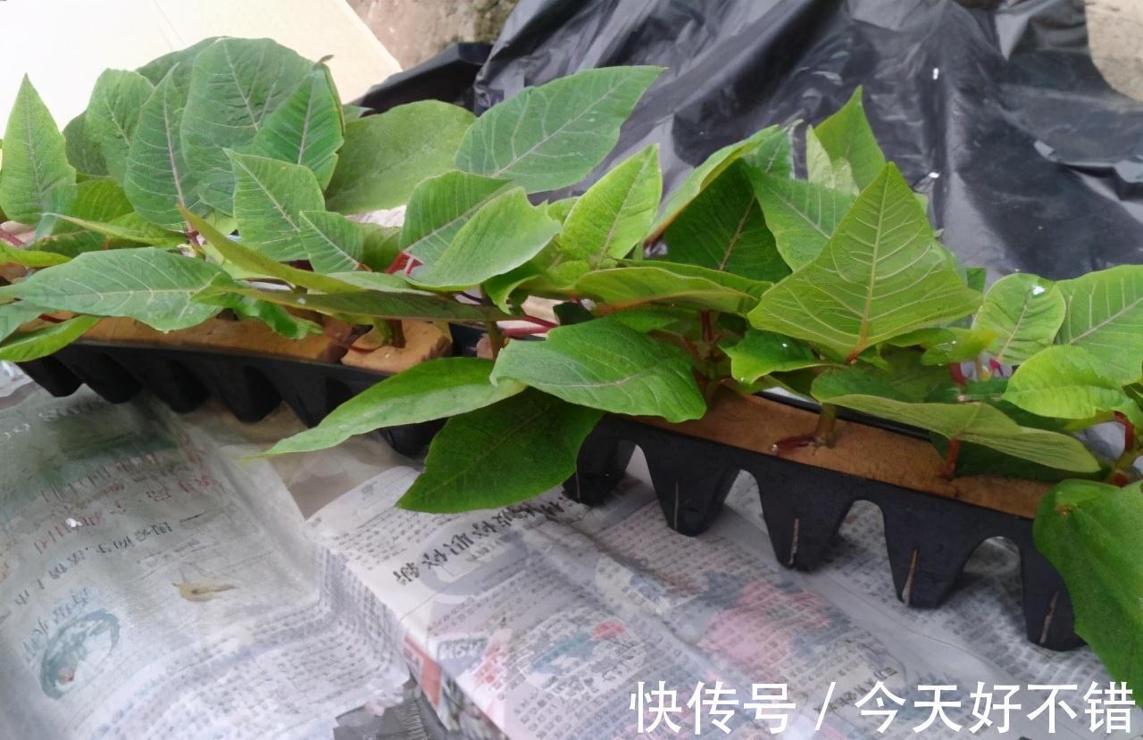 不管扦插什么花卉，在盆中加一点此种营养粉，株株都能够成活