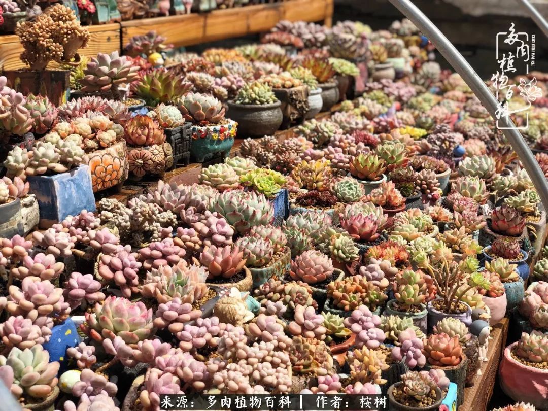 多肉度夏经验谈四季皆露养,兢兢业业养肉三年半!