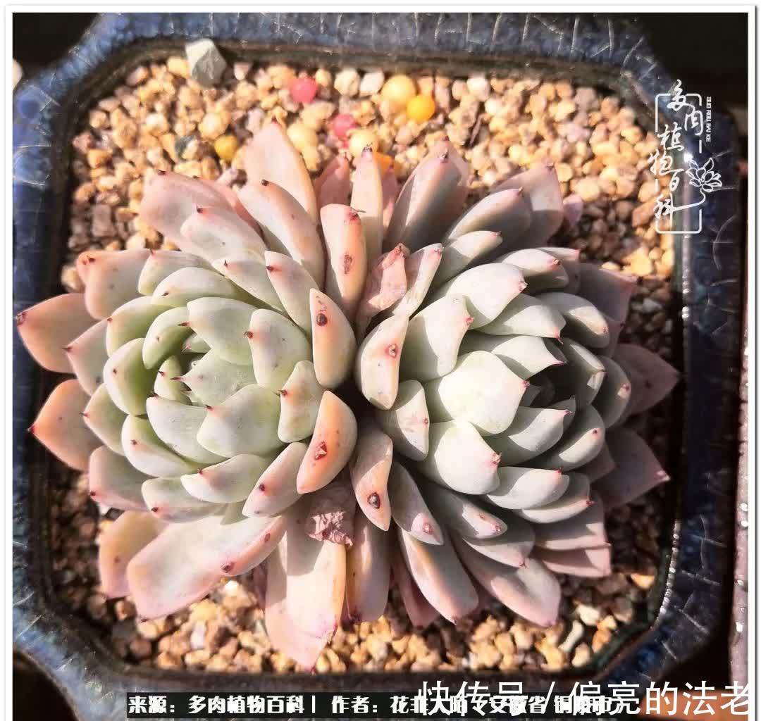 感恩遇见,感谢有你——多肉